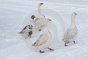 Geese walk on the snow