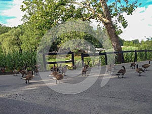 Geese Walking Down Street