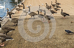 Geese walking in Hyde Park