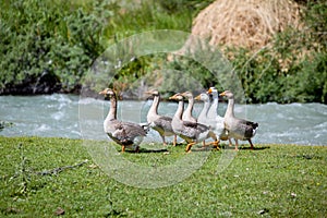 Geese walking near water