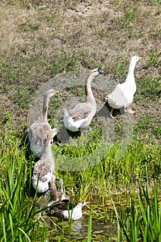 Geese walking out of pond