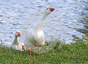 Geese walking on the shore of the pond in the village in the summer