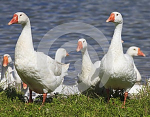 geese walking on the shore of the pond in the village in the summer