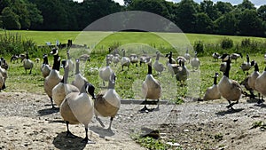 Geese Walking on a Summers Day