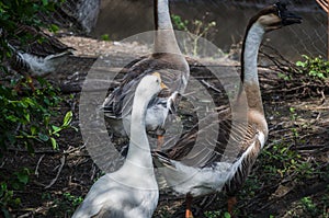 Geese walking together inside cage