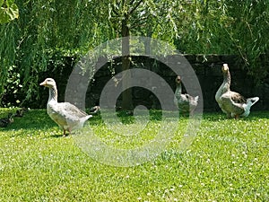 Geese wandering in a park