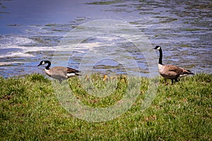 Geese by the water.