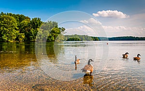 Geese in the water at Loch Raven Reservoir, near Towson, Maryland. photo