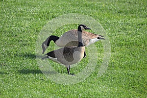 Geese waterfowl fall eastern shore photo