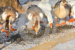 Geese in winter season