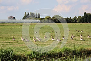 Geese with young on the meadows of the Eendragtspolder in Zevenhuizen