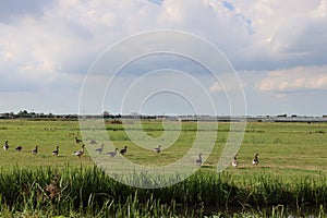 Geese with young on the meadows of the Eendragtspolder in Zevenhuizen