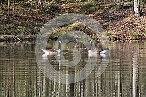 `Geesen` Two Canadian Geese posing for a portrait on a lake