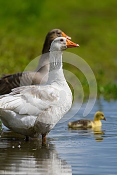 Geeses with gosling on the shore river in the springtime