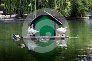 Geeses in a green house in the middle of the lake