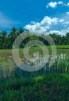Geeses are on the rice field photo