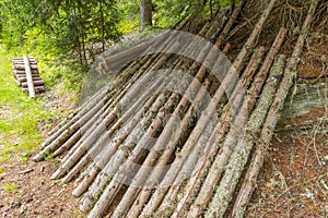 Gefaellte Nadelbaeume im Wald mit Holzstapel diagonal angeordnet photo