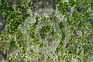 Geger Beach, Indonesia. Green seaweed rocks under sea water. Aerial view.