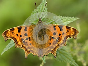 Gehakkelde aurelia, Comma Butterfly, Polygonia c-album