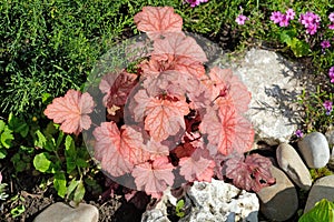 Geicher Paprika perennial among smooth stones, plant with decorative burgundy orange wavy leaves.