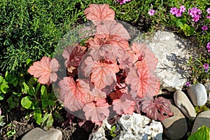 Geicher Paprika perennial among smooth stones, plant with decorative burgundy orange wavy leaves. photo