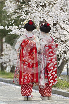 Geiko & Sakura