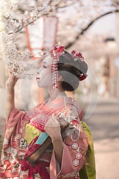 Geisha in kimono posing in profile admiring cherry blossoms at su