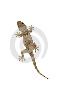 Gekko