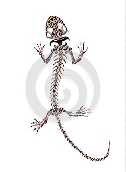 Gekko Ancient Skeletons Vector art.