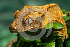 Gekko gecko, crested gecko