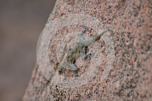 gekko on Rock background pattern namibia Africa