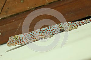 Gekkota Gekko Gecko Tokay Tokkae Lizard on a White Background Isolated even lighting