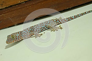 Gekkota Gekko Gecko Tokay Tokkae Lizard on a White Background Isolated even lighting