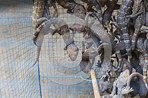 Geko in cage in market in Indoensia.