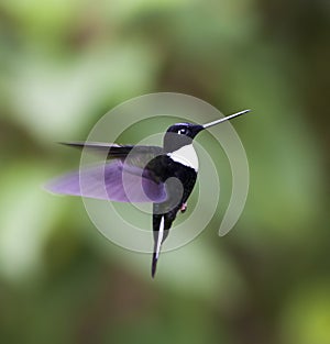 Gekraagde Incakolibrie, Collared Inca, Coeligena torquata