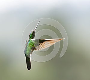 Gekraagde Incakolibrie, Collared Inca, Coeligena torquata