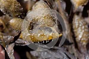 Gel filling of a reproduction body of a spiral wrack seaweed, Fucus spiralis