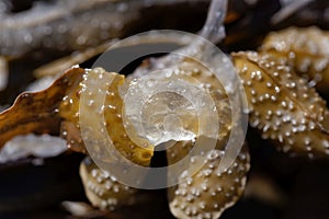 Gel filling of a reproduction body of a spiral wrack seaweed, Fucus spiralis