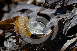 Gel filling of a reproduction body of a spiral wrack seaweed, Fucus spiralis