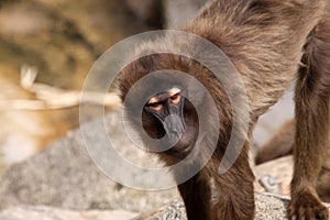 Gelada Baboon