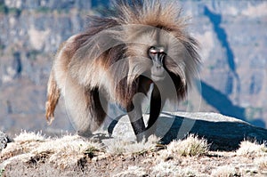 Gelada Baboon