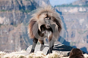 Gelada Baboon