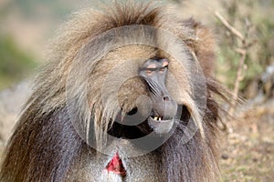 Gelada baboon