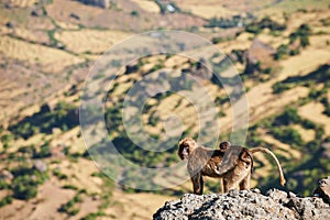 Gelada baboon and cub