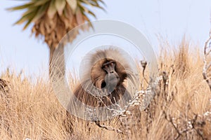 Gelada Baboon in dry grass