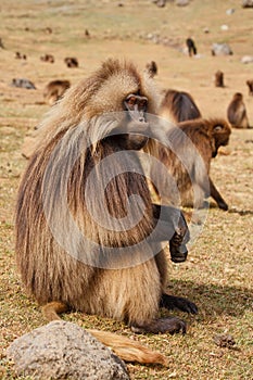 Gelada baboon male - Siien mountains - Ethiopia