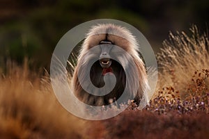 Gelada Baboon with open mouth with teeth. Simien mountains NP, gelada monkey, detail portrait, from Ethiopia. Cute animal from