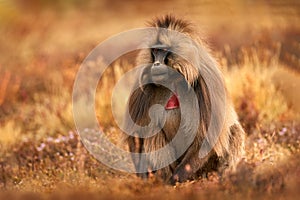 Gelada Baboon with open mouth with teeth. Simien mountains NP, gelada monkey, detail portrait, from Ethiopia. Cute animal from