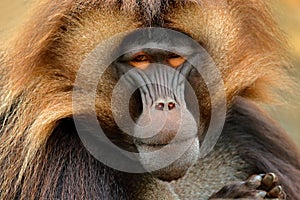 Gelada Baboon with open muzzle with tooths. Portrait of monkey from African mountain. Simien mountain with gelada monkey. Big monk photo