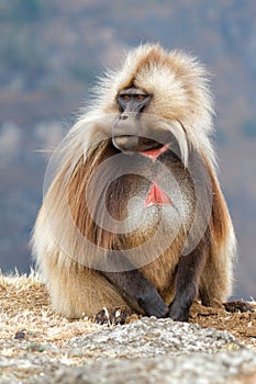 Gelada Baboon in Simien Mountains in Ethiopia
